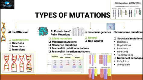 2.9: Mutations .